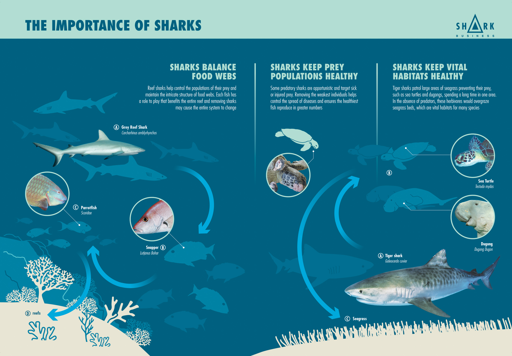 A Shark’s Role In The Ecosystem